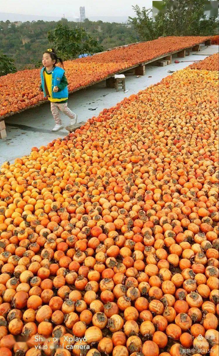 太美!荥阳柿子红了
