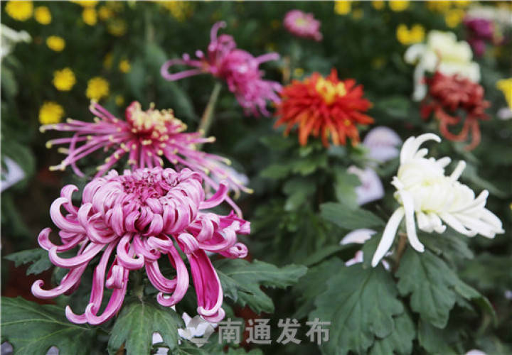 南通菊花精品展暨崇川区首届菊花展今日开幕