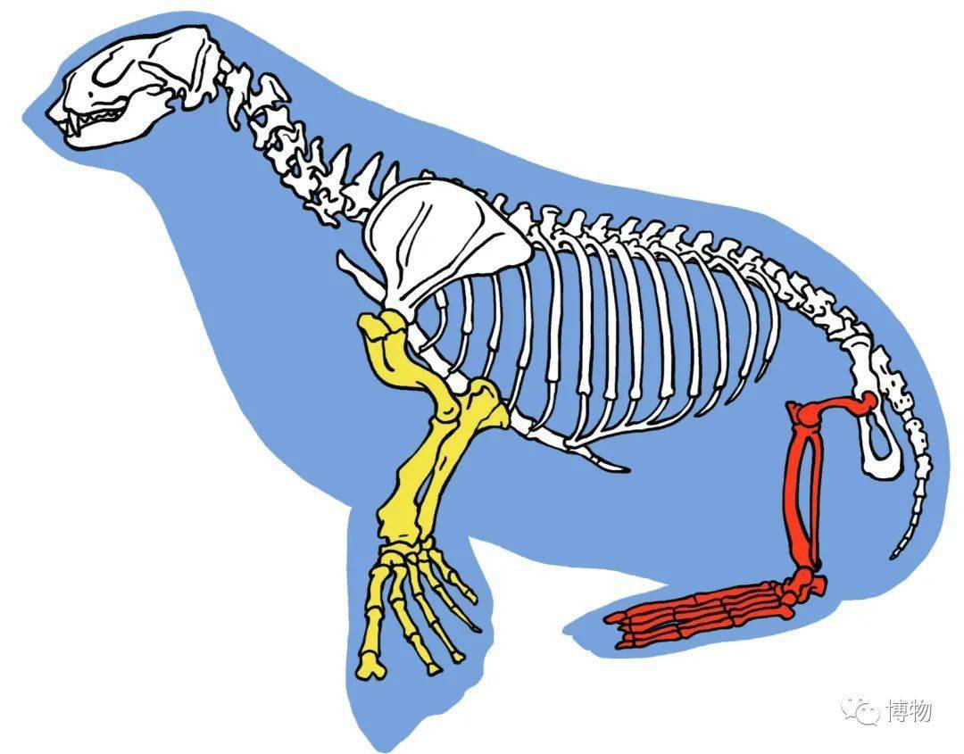 分得清狮豹象,但海狮海豹海象为啥这么像?