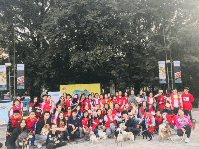 抖音网红·金毛a弟  本周日,盛情邀请了抖音网红金毛a弟现身活动