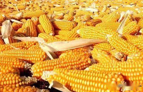 现在可以种玉米吗南方 76a31b3c1227429f8f73874ae76e45a0.jpeg