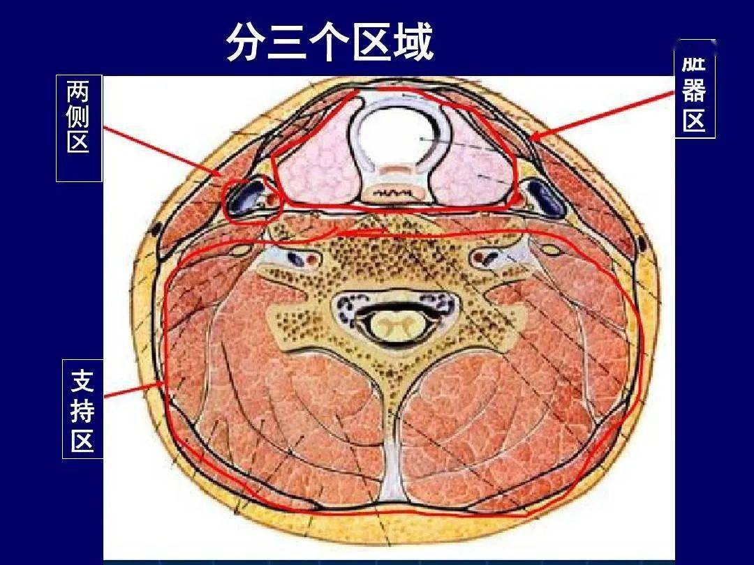 颈部断层解剖详解