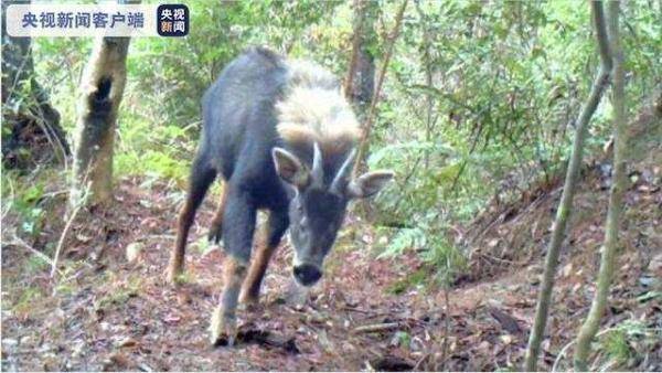 三明多种珍稀野生动物再"登"央视,亮相全国