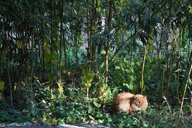 燕南园|未名湖、静园、燕南园……北大秋色的美，是你想象不到的