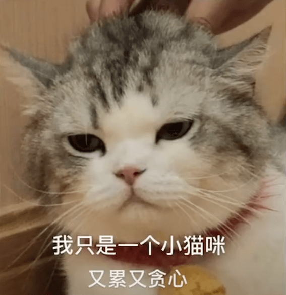 拖地猫表情包我要看看是谁在搞我