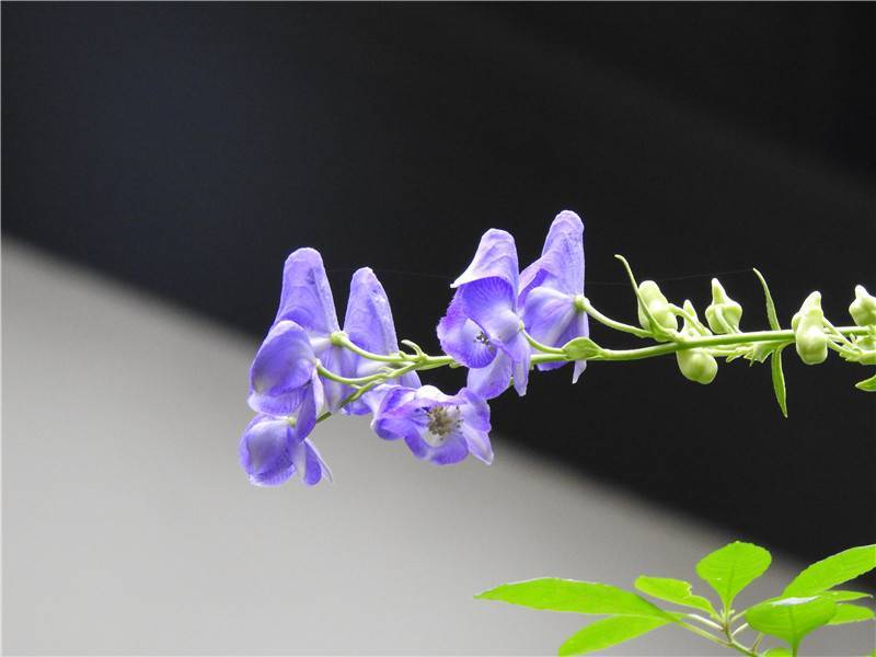 上海植物园秋花盛开 "打破碗花花""十大功劳"长什么样