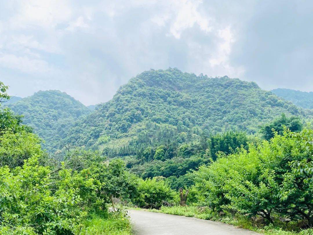 成行特惠98元登顶从化十登之桂峰山桂峰柿子桂满枝头轻松打卡千米高峰