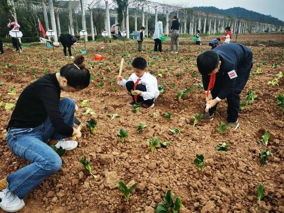 屯溪长干小学近2亩"农耕园"正式开园