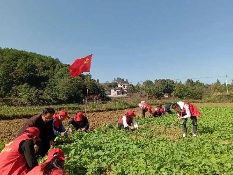 【秋冬种】下地干活,我们是认真的@黄平志愿者_手机搜狐网