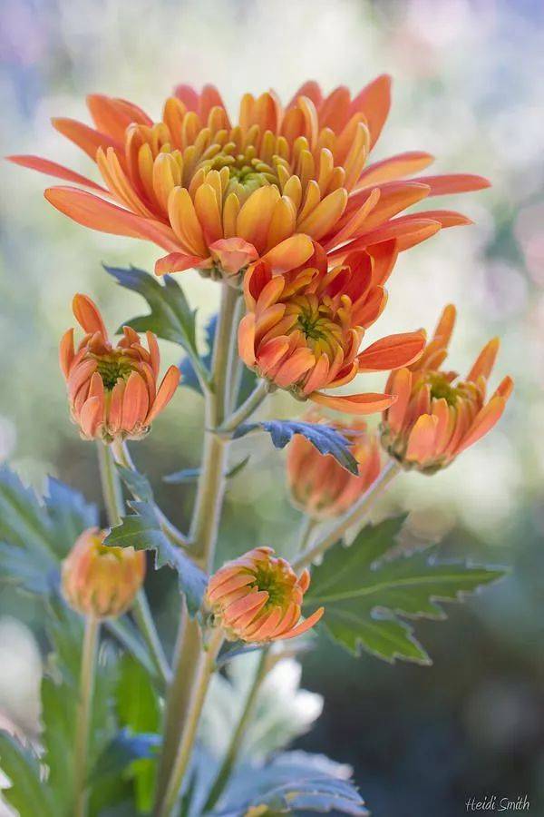 金秋赏菊,太美了!