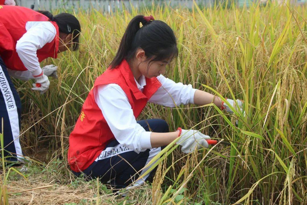 体验收割传递善行这所学校的同学们干农活也同样出色