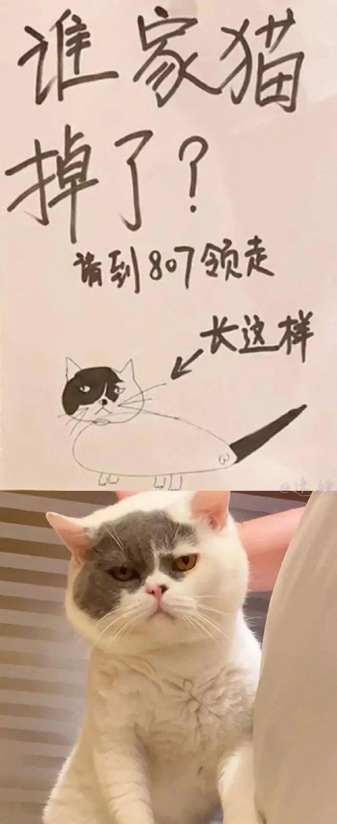 一些神形兼备的寻猫启示都是灵魂画手