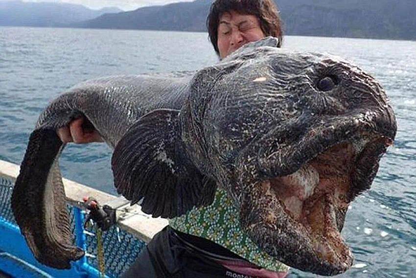 日本核废水排入大海会出现核辐射怪物巨大狼鱼感受下