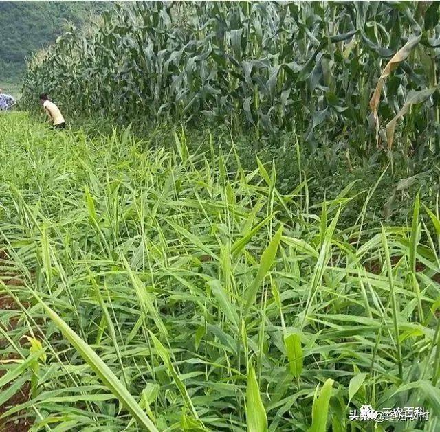 大姜能和哪些作物轮茬套种