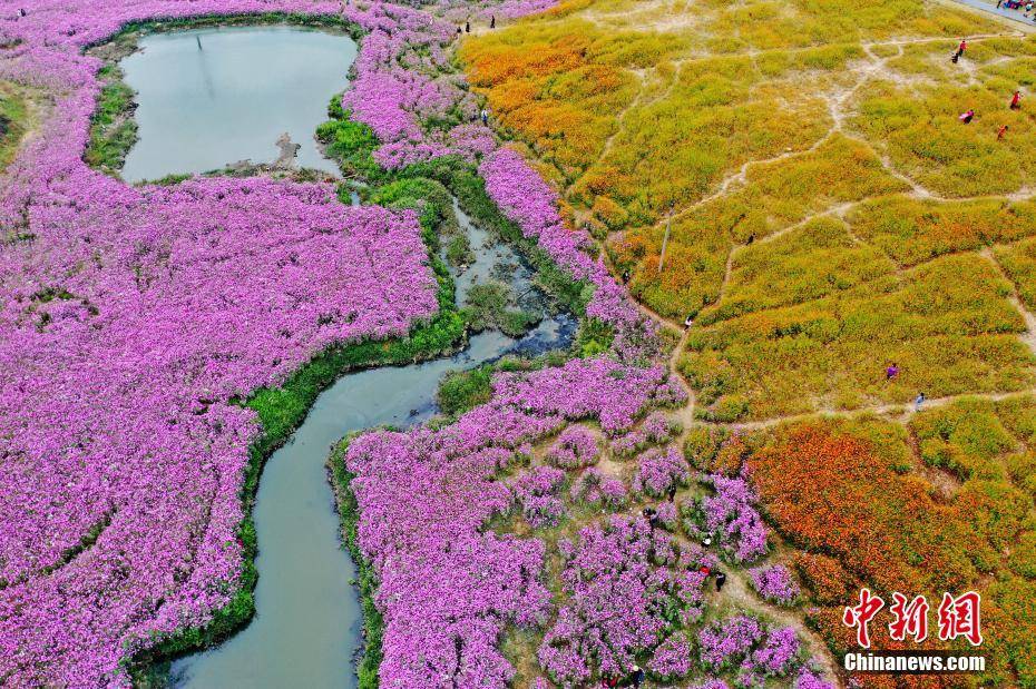航拍江西南昌城市"花海公园 数百亩鲜花绽放引客来