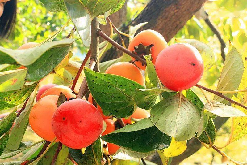 柿柿如意文案抖音 9e0f8d6ffd5949398d155a63f7e46ab2.jpeg