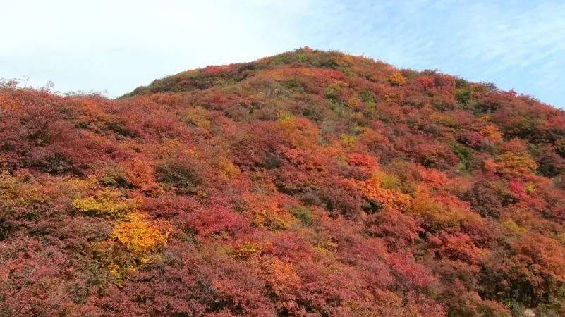 67武安红叶红到央视啦你还不来看吗
