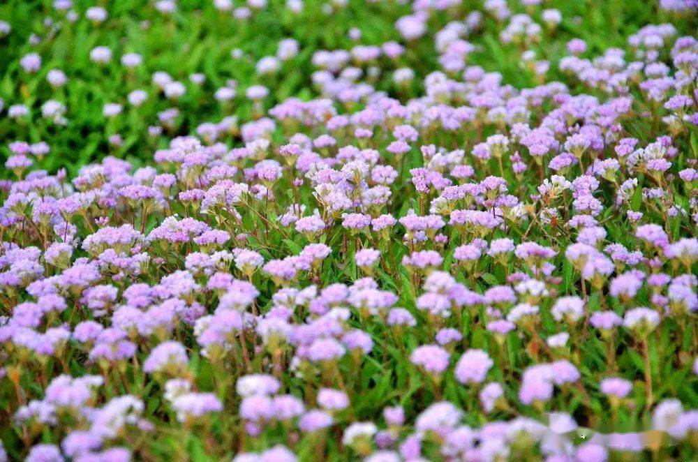 生态|寒山湖畔,蓼子草花正恣意盛放