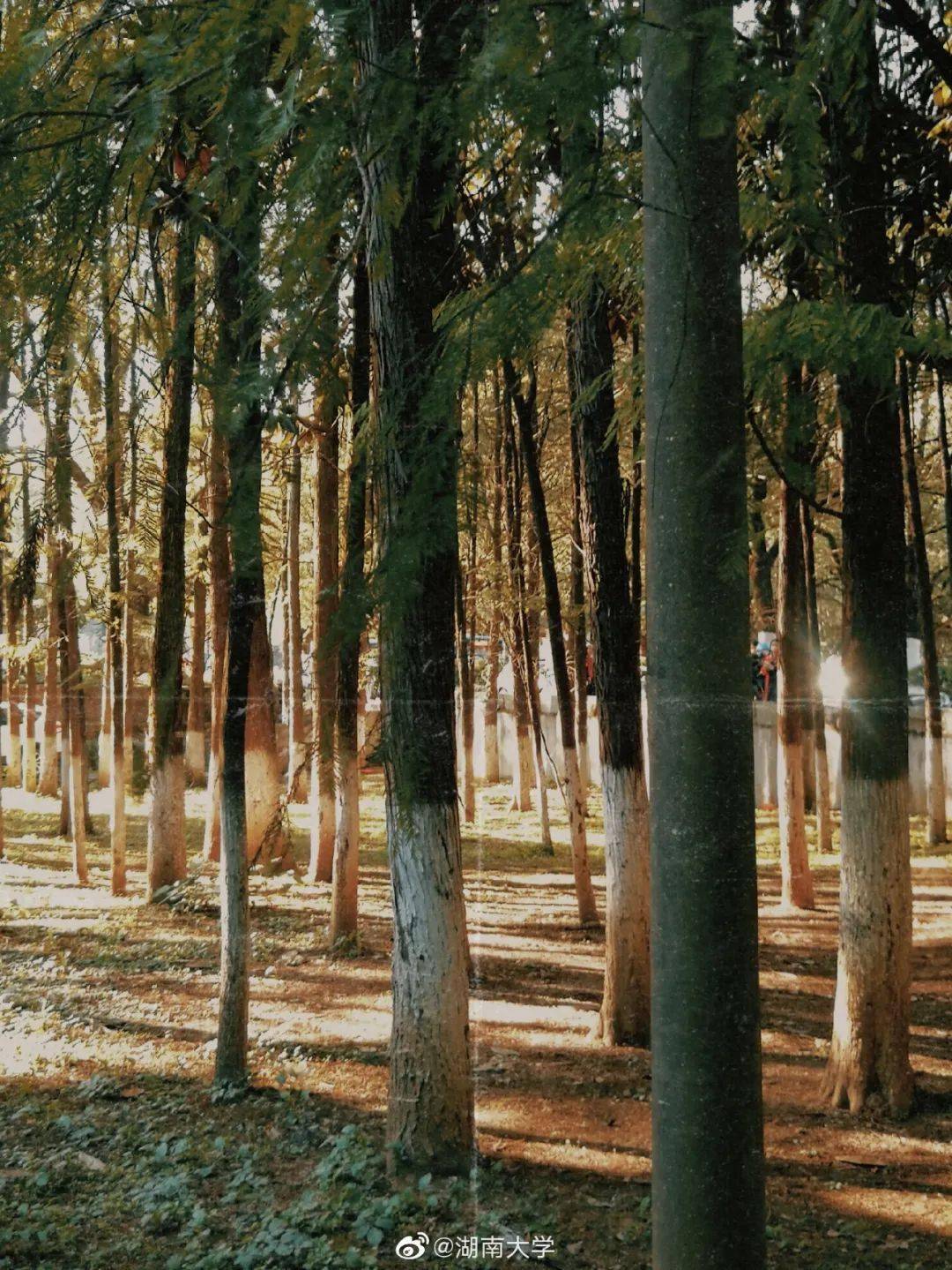 官宣|高校“官宣”秋景来了，有你的校园记忆吗？