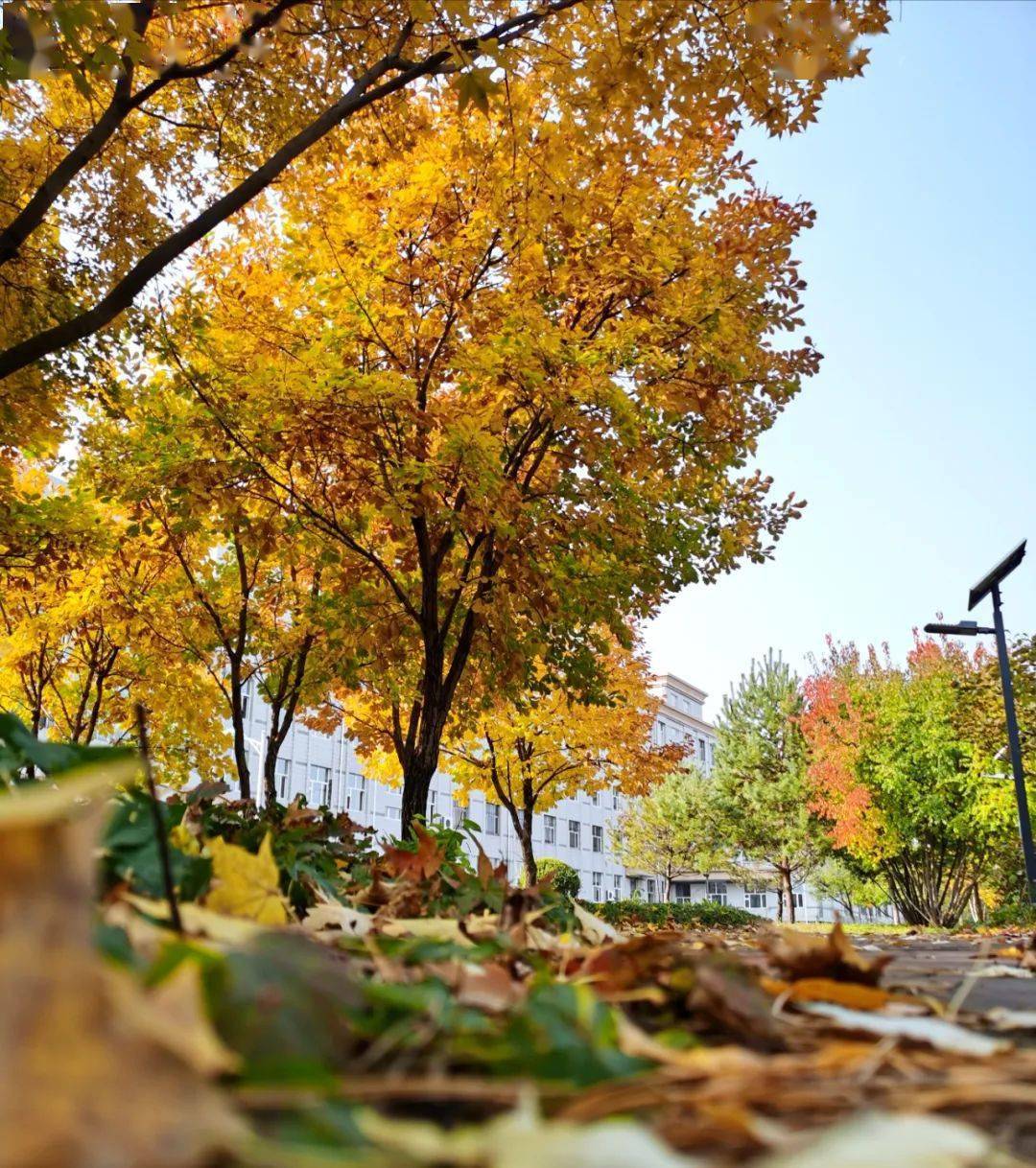 一大波校园秋景美图来袭它们惊艳了整个秋天你最喜欢哪张特别关注