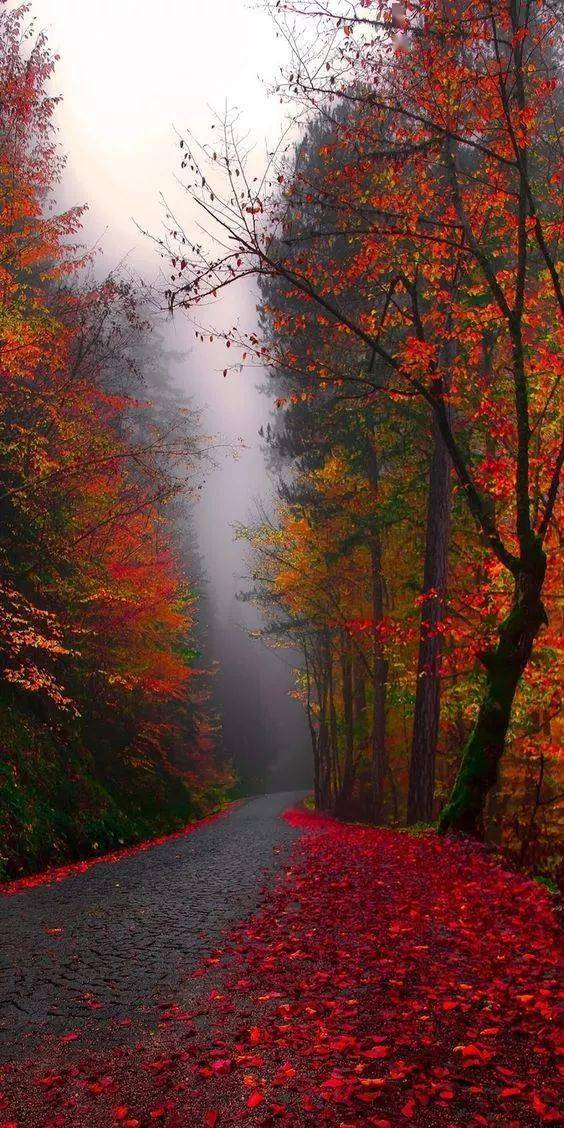世界各地的秋天摄影,美得就像一幅浓墨重彩的风景画