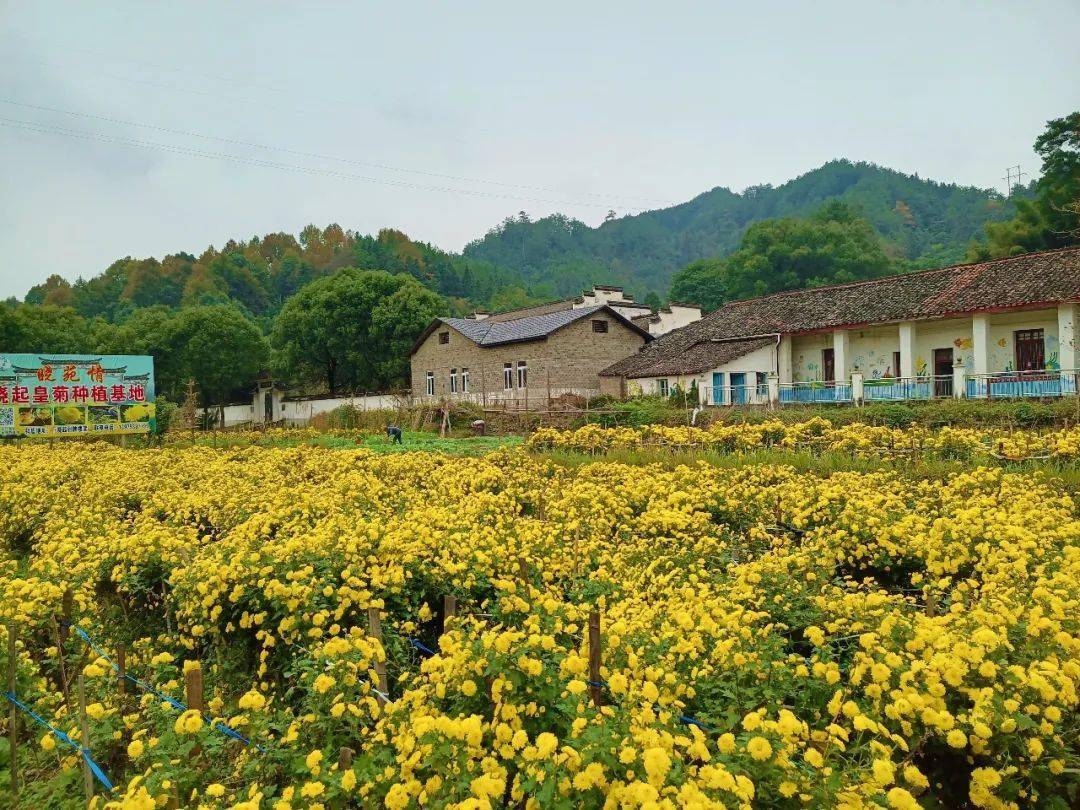 婺源有个"菊花村,芳香四溢醉游人!