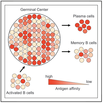 Cell|Cell重磅 | 记忆和生发中心B细胞的命运选择由抗体亲和力决定！