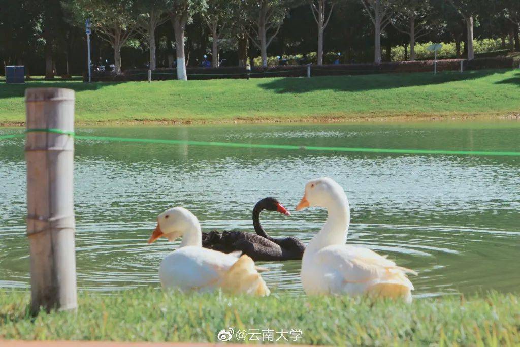 官宣|高校“官宣”秋景来了，有你的校园记忆吗？