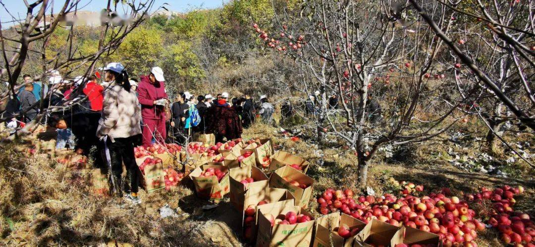 亲子采摘,爱心助农_苹果园