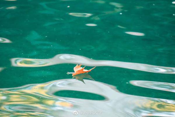 秋景|惊艳！高校官宣秋景来了，有你的母校吗？