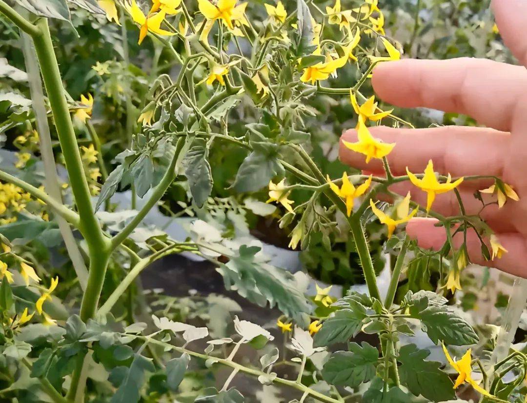 种番茄教你1个多开花的技巧学会了番茄高产很简单