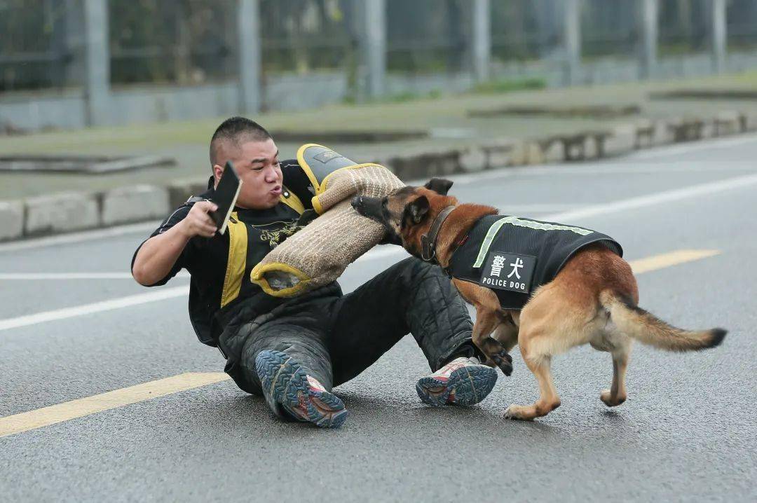 它们为我们的平安生活保驾护航_警犬