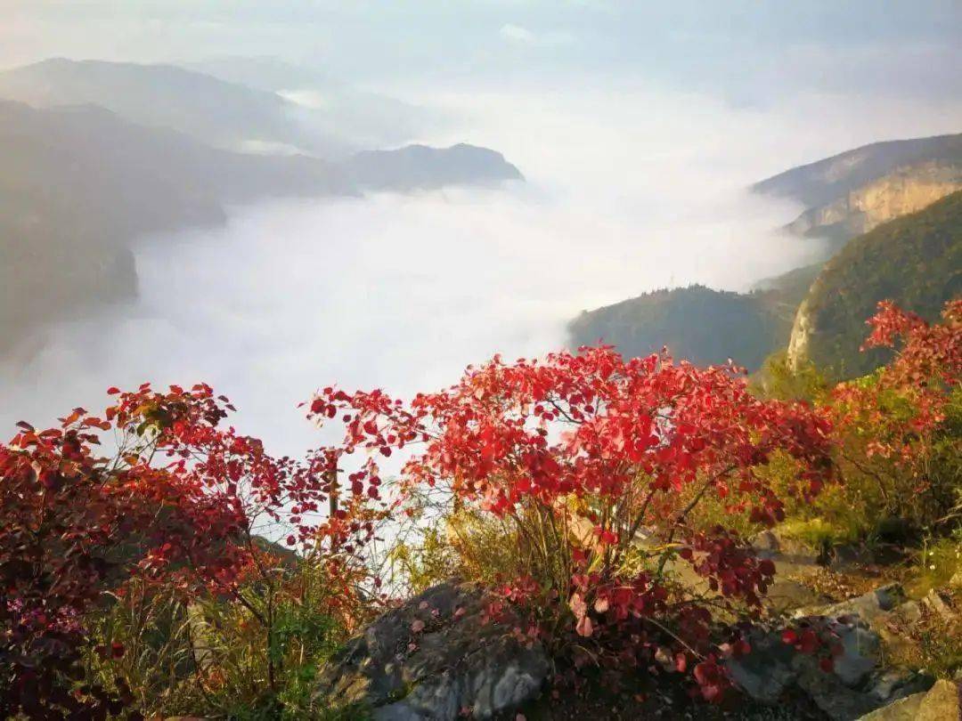 满山红叶似彩霞简谱_满山红叶似彩霞图片