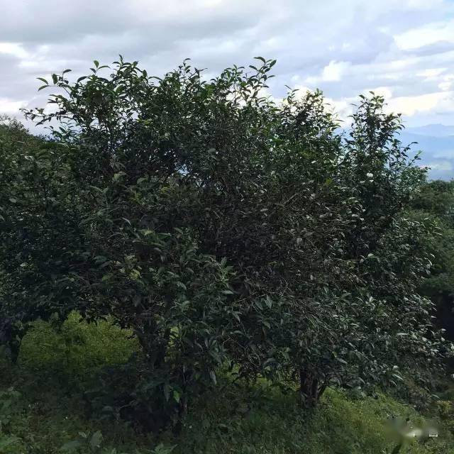 大雪山古树茶特点