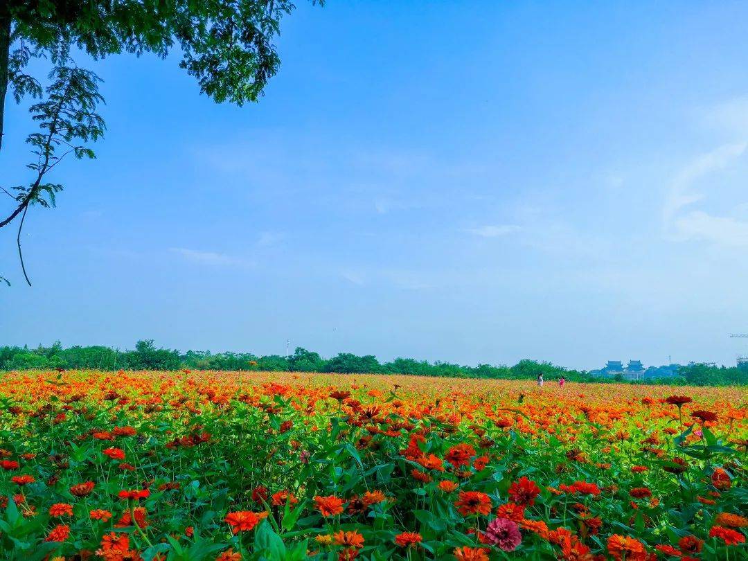 温岭市区惊现60000㎡百日菊已开成一片花海!