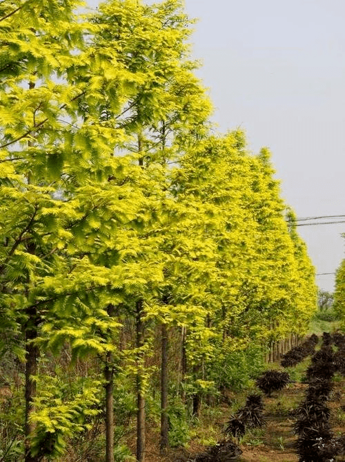 深秋CQ9电子 CQ9传奇电子苗圃的那些树疯了(图2)