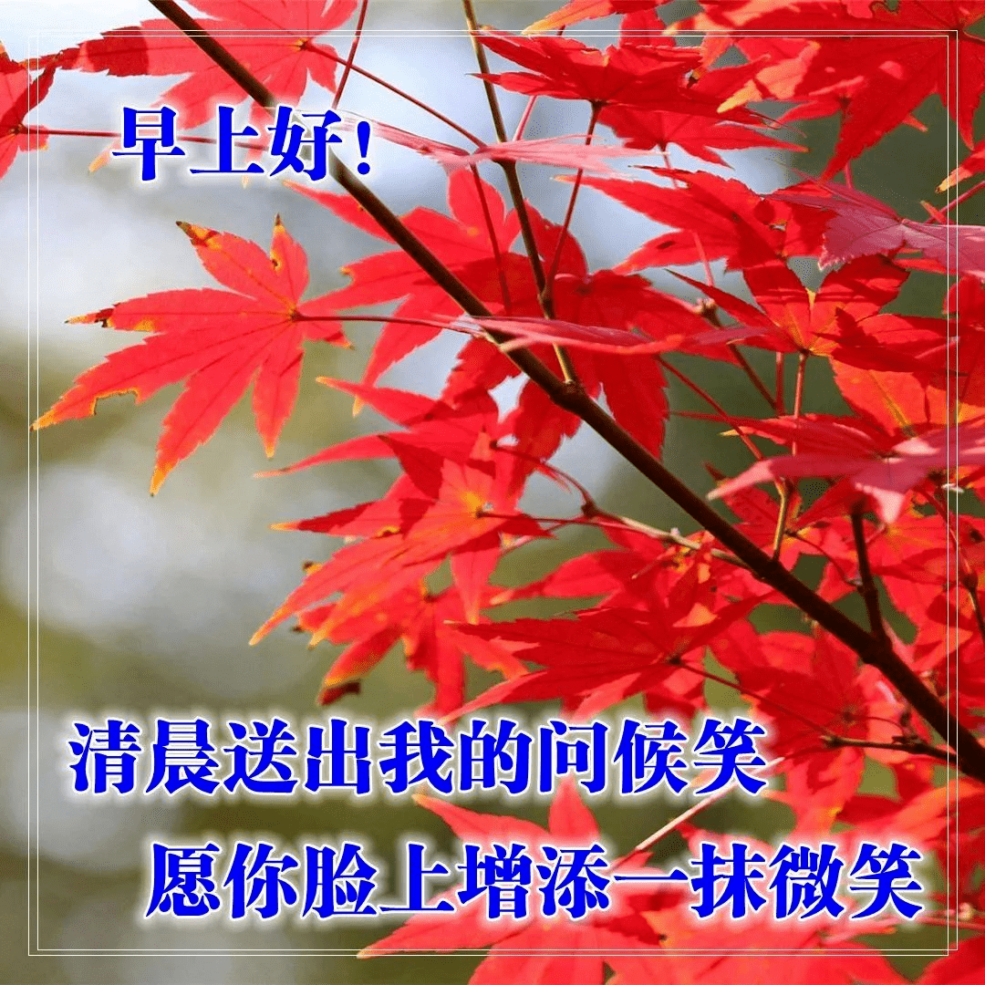 11月5日早上好问候语图片合集微信群发早晨好祝福语带表情包