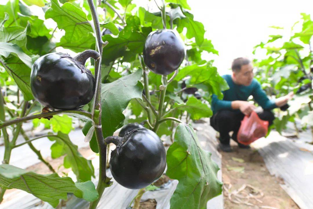 冀南新区兴小营村村民在茄子大棚内采摘茄子