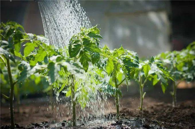 植物共生打造健康自然的花园