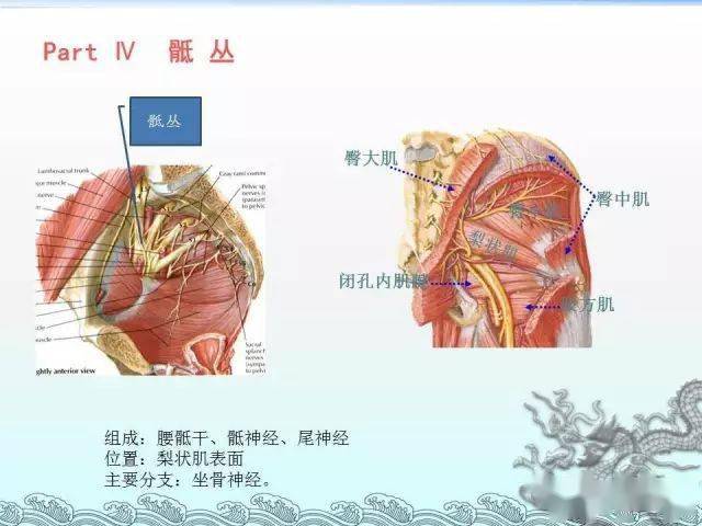 神经彩色图谱,一文记住颈丛,臂丛,腰丛,骶丛,胸神经