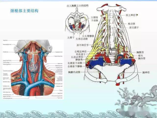 神经彩色图谱,一文记住颈丛,臂丛,腰丛,骶丛,胸神经