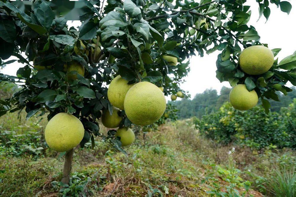 上饶认养马家柚:三清媚助农扶贫包下一座山,万棵柚子树等待主人