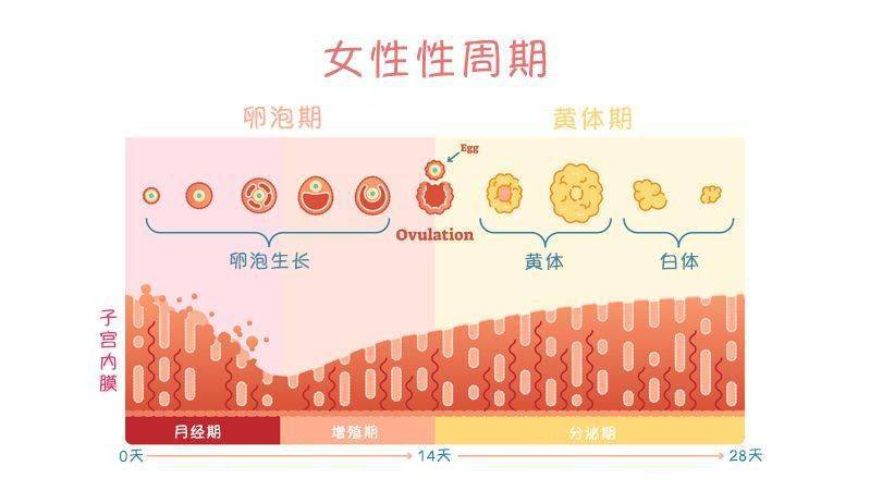 女人一生只有400-500个发育成熟的卵泡,很珍贵.