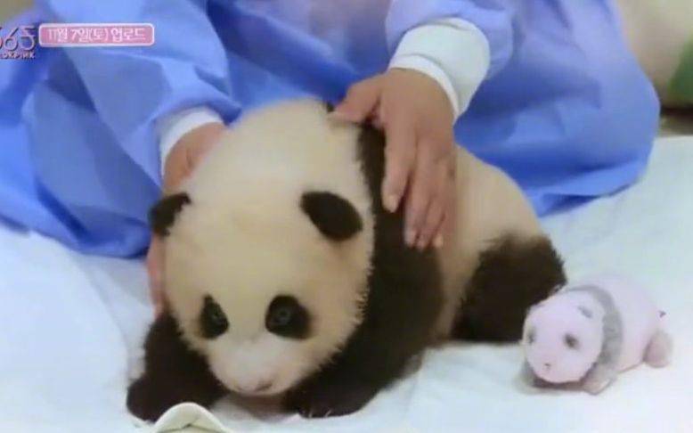 BLACKPINK成员触摸熊猫引争议，YG称将不播放团综
