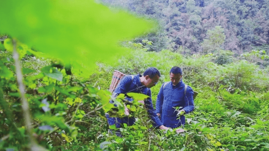 花垣镇：一座花园和一座城_苗民而