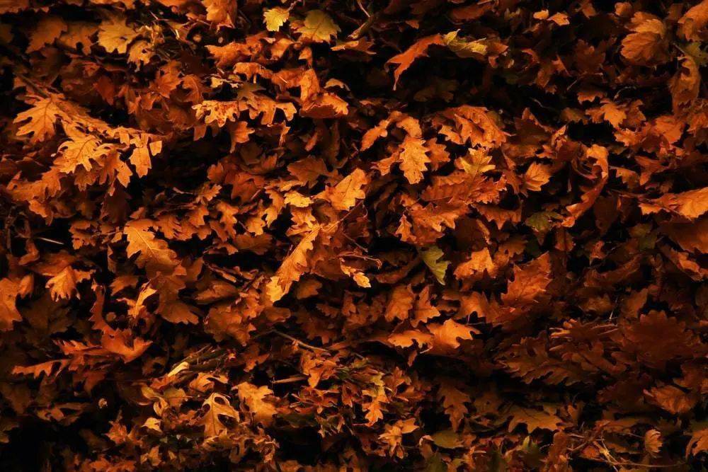 Step|可盐可甜：秋风起，暖枫橘眼影来啦！