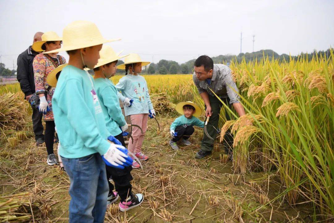 让孩子们深入土地,扎根田野,拿起传统农具,体验一把被汗水浸透,被日头