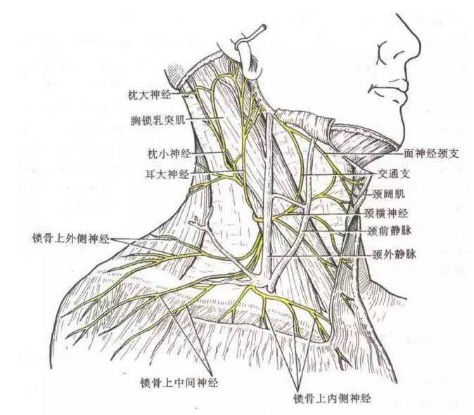 锁骨下静脉 subclavian vein在锁骨及锁骨下肌深面,自锁骨中点至胸锁
