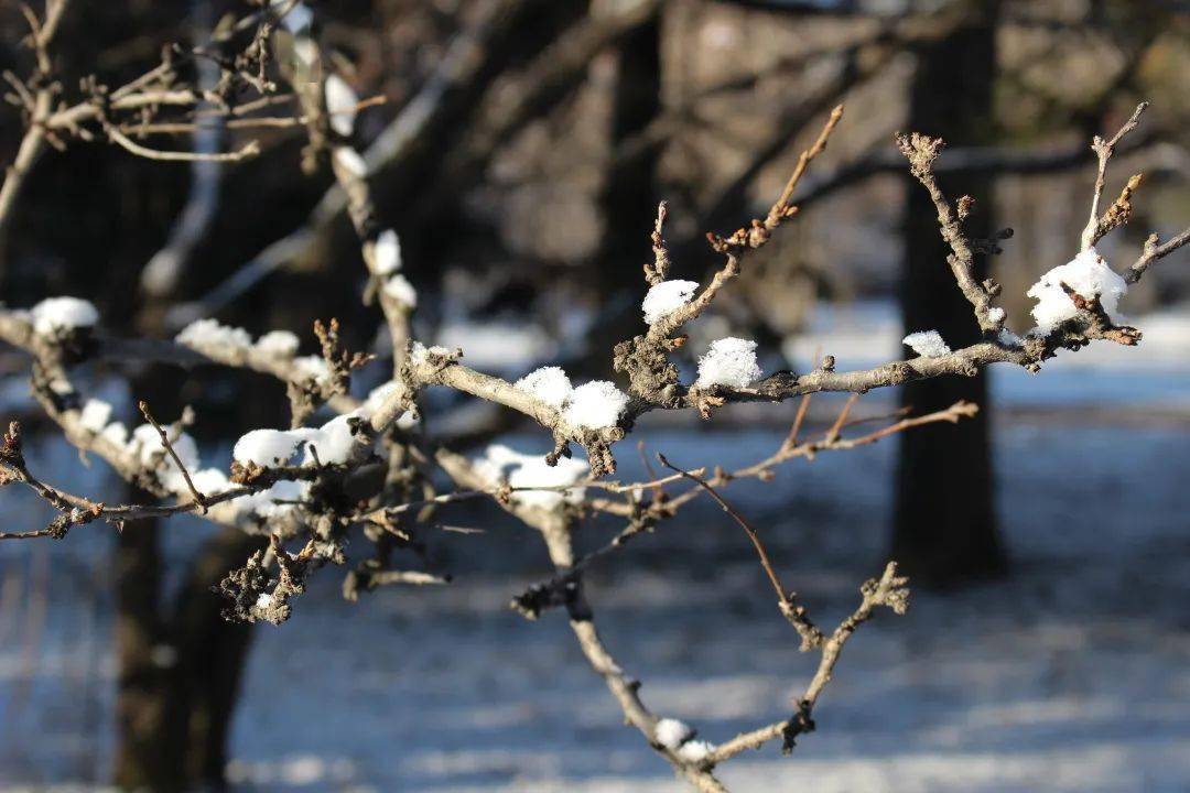 光影|初雪记｜光影斜斜，落雪迟迟