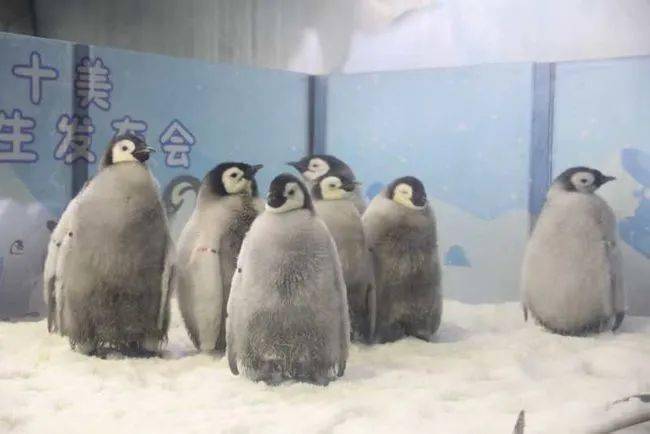 冬日小可爱出现！珠海长隆迎来10只圆滚滚的帝企鹅宝宝~_隆海洋